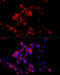 Coatomer Protein Complex Subunit Beta 1 antibody, 22-648, ProSci, Immunofluorescence image 