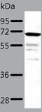CRAF1 antibody, TA322870, Origene, Western Blot image 