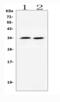 B lymphocyte stimulator antibody, A01257, Boster Biological Technology, Western Blot image 