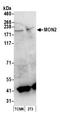 Protein MON2 homolog antibody, A304-814A, Bethyl Labs, Western Blot image 