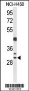 Cyclin B1 Interacting Protein 1 antibody, 63-926, ProSci, Western Blot image 