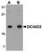 OCIA Domain Containing 2 antibody, PA5-20835, Invitrogen Antibodies, Western Blot image 