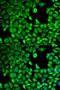 Leukotriene A(4) hydrolase antibody, LS-C332126, Lifespan Biosciences, Immunofluorescence image 