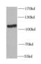 Opioid growth factor receptor antibody, FNab05979, FineTest, Western Blot image 