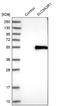 SLC9A3 Regulator 1 antibody, NBP1-84919, Novus Biologicals, Western Blot image 