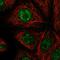 Nasal embryonic luteinizing hormone-releasing hormone factor antibody, HPA044316, Atlas Antibodies, Immunocytochemistry image 