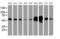 Lectin, Mannose Binding 1 antibody, MA5-25345, Invitrogen Antibodies, Western Blot image 