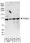Proteasome 26S Subunit, Non-ATPase 1 antibody, A303-851A, Bethyl Labs, Western Blot image 