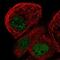 RNA Binding Motif Protein 48 antibody, PA5-55238, Invitrogen Antibodies, Immunofluorescence image 