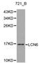 Lipocalin 6 antibody, LS-C192465, Lifespan Biosciences, Western Blot image 