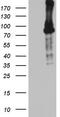 BCL6 Transcription Repressor antibody, TA803345S, Origene, Western Blot image 