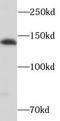 SH3 and PX domain-containing protein 2A antibody, FNab07836, FineTest, Western Blot image 
