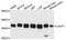 LIM And SH3 Protein 1 antibody, MBS129512, MyBioSource, Western Blot image 