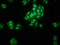 AFG1 Like ATPase antibody, LS-C399565, Lifespan Biosciences, Immunofluorescence image 