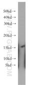 LIM Domain Containing 2 antibody, 15471-1-AP, Proteintech Group, Western Blot image 