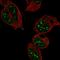 Regulatory Factor X Associated Protein antibody, HPA032035, Atlas Antibodies, Immunocytochemistry image 