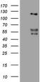 Angiopoietin 2 antibody, M00370, Boster Biological Technology, Western Blot image 