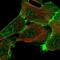 Protein LAP2 antibody, NBP2-56104, Novus Biologicals, Immunofluorescence image 