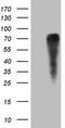 Granulin Precursor antibody, CF807349, Origene, Western Blot image 