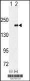 Histone-lysine N-methyltransferase EHMT1 antibody, 55-390, ProSci, Western Blot image 