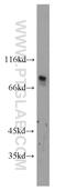 RAD50 Interactor 1 antibody, 14567-1-AP, Proteintech Group, Western Blot image 