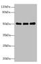 Sialic Acid Binding Ig Like Lectin 6 antibody, A60906-100, Epigentek, Western Blot image 