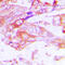 Cytochrome P450 2A13 antibody, GTX56282, GeneTex, Immunohistochemistry paraffin image 
