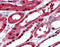 Polymeric immunoglobulin receptor antibody, TA341326, Origene, Immunohistochemistry paraffin image 