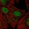 Janus Kinase 2 antibody, HPA043870, Atlas Antibodies, Immunofluorescence image 
