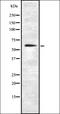 Solute Carrier Family 1 Member 1 antibody, orb337235, Biorbyt, Western Blot image 