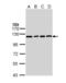 Insulin Degrading Enzyme antibody, LS-B4856, Lifespan Biosciences, Western Blot image 