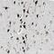 ADAMTS-like protein 4 antibody, NBP1-84185, Novus Biologicals, Immunohistochemistry frozen image 