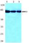 Aryl Hydrocarbon Receptor Nuclear Translocator 2 antibody, A05583-1, Boster Biological Technology, Western Blot image 