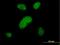 Serrate, RNA Effector Molecule antibody, H00051593-B02P, Novus Biologicals, Immunocytochemistry image 
