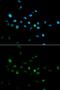 Tripartite Motif Containing 63 antibody, GTX33334, GeneTex, Immunocytochemistry image 