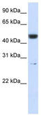 6-Phosphogluconolactonase antibody, TA344307, Origene, Western Blot image 
