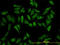 Ribosomal Protein L19 antibody, LS-C104903, Lifespan Biosciences, Immunofluorescence image 