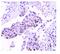Ubiquitin Specific Peptidase 7 antibody, M01239-1, Boster Biological Technology, Immunohistochemistry frozen image 
