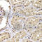 Ribosomal Protein S5 antibody, A6975, ABclonal Technology, Immunohistochemistry paraffin image 