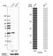 Fibroblast Growth Factor Binding Protein 1 antibody, HPA004332, Atlas Antibodies, Western Blot image 