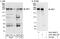 Golgi Brefeldin A Resistant Guanine Nucleotide Exchange Factor 1 antibody, A301-963A, Bethyl Labs, Immunoprecipitation image 