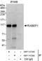 Rab GTPase-binding effector protein 1 antibody, NBP1-47285, Novus Biologicals, Immunoprecipitation image 