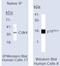 Cyclin Dependent Kinase Inhibitor 2C antibody, NB120-3216, Novus Biologicals, Immunoprecipitation image 