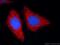 Ankyrin repeat and sterile alpha motif domain-containing protein 1B antibody, 24783-1-AP, Proteintech Group, Immunofluorescence image 