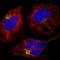 DENN Domain Containing 5A antibody, HPA052923, Atlas Antibodies, Immunofluorescence image 