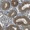 Homeostatic Iron Regulator antibody, NBP1-83250, Novus Biologicals, Immunohistochemistry frozen image 