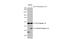 Caspase 12 (Gene/Pseudogene) antibody, GTX132298, GeneTex, Western Blot image 
