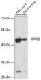 Developmentally Regulated GTP Binding Protein 2 antibody, 16-954, ProSci, Western Blot image 