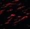 Matrilin 1 antibody, orb94279, Biorbyt, Immunofluorescence image 