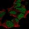 POU domain, class 3, transcription factor 2 antibody, HPA056261, Atlas Antibodies, Immunofluorescence image 